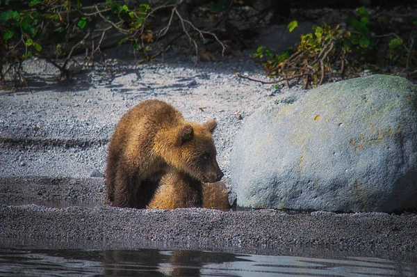 Kamchatka oso pardo hembra y cachorros de oso atrapar peces en el lago Kuril. Península de Kamchatka, Rusia . —  Fotos de Stock