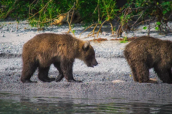 Камчатская бурая медведица и медведи ловят рыбу на Курильском озере. Камчатский полуостров, Россия . — стоковое фото