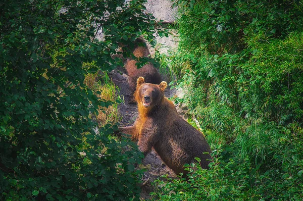 Kamchatka urso marrom fêmea e filhotes de urso pegar peixes no lago Kuril. Península de Kamchatka, Rússia . — Fotografia de Stock