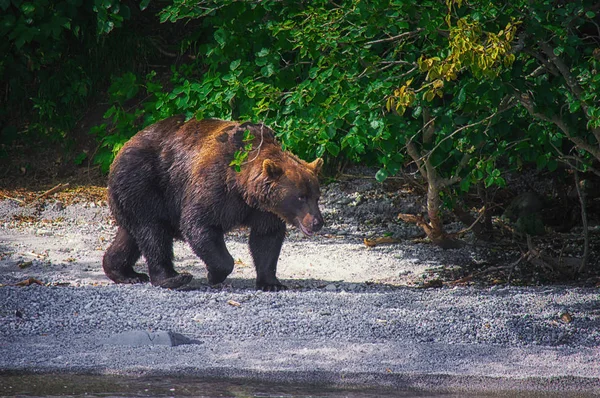 Kamçatka boz ayı Kuril gölde balık yakalar. Kamçatka Yarımadası, Rusya Federasyonu. — Stok fotoğraf