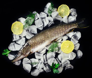 Siyah masa üstü buzda balık taze pike görüntüleyin. Ahşap rustik arka plan. Üstten Görünüm.