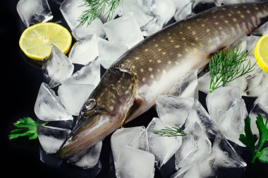 Siyah masa üstü buzda balık taze pike görüntüleyin. Ahşap rustik arka plan. Üstten Görünüm.