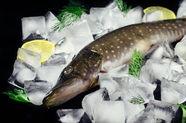 Siyah masa üstü buzda balık taze pike görüntüleyin. Ahşap rustik arka plan. Üstten Görünüm.