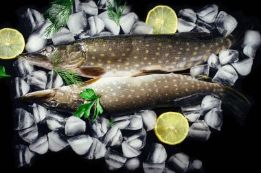 Siyah masa üstü buzda balık taze pike görüntüleyin. Ahşap rustik arka plan. Üstten Görünüm.