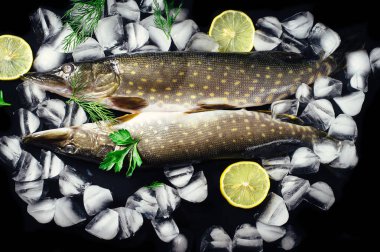 Siyah masa üstü buzda balık taze pike görüntüleyin. Ahşap rustik arka plan. Üstten Görünüm.