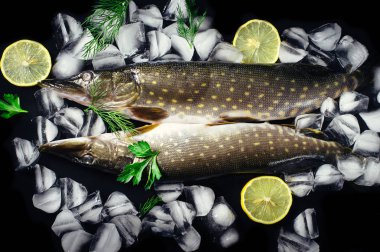 Siyah masa üstü buzda balık taze pike görüntüleyin. Ahşap rustik arka plan. Üstten Görünüm.