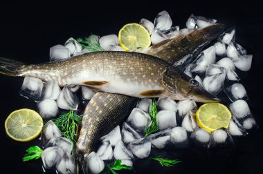 Siyah masa üstü buzda balık taze pike görüntüleyin. Ahşap rustik arka plan. Üstten Görünüm.