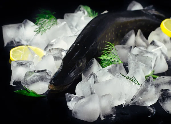 블랙 테이블 위에 얼음에 신선한 파이크 피쉬 볼. 목조 소박한 배경입니다. 상위 뷰. — 스톡 사진