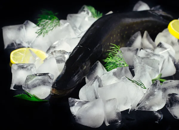 Pescado fresco de lucio sobre hielo en una vista superior de mesa negra. Fondo rústico de madera. Vista superior . — Foto de Stock