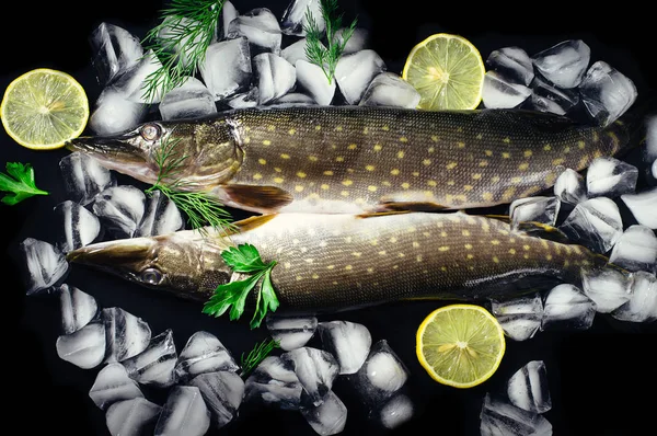 Fresh pike fish on ice on a black table top view. Wooden rustic background. Top view.