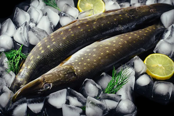 Poisson de brochet frais sur la glace sur une table noire vue du dessus. Fond rustique en bois. Vue du dessus . — Photo