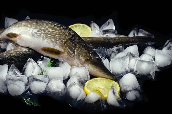 Pesce luccio fresco su ghiaccio su una vista superiore di tavolo nera. Sfondo rustico in legno. Vista dall'alto . — Foto Stock