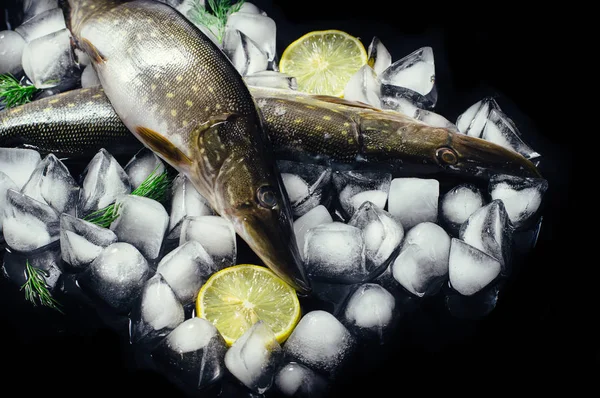 Pescado fresco de lucio sobre hielo en una vista superior de mesa negra. Fondo rústico de madera. Vista superior . — Foto de Stock