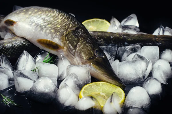 Peixe pique fresco no gelo em uma vista superior de mesa preta. Fundo rústico de madeira. Vista superior . — Fotografia de Stock