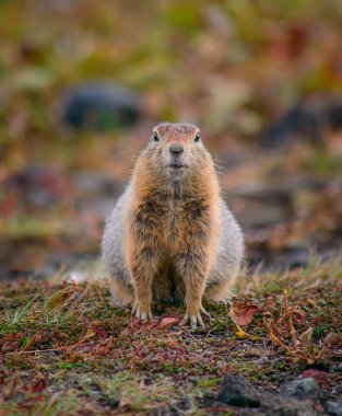 Kamçatka üzerinde Evrazhka. Kemirgen, Amerikan uzun kuyruk gopher, güneşli bir gün