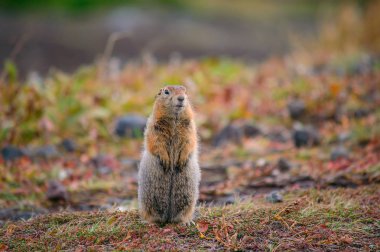 Kamçatka üzerinde Evrazhka. Kemirgen, Amerikan uzun kuyruk gopher, güneşli bir gün