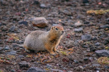 Kamçatka üzerinde Evrazhka. Kemirgen, Amerikan uzun kuyruk gopher, güneşli bir gün
