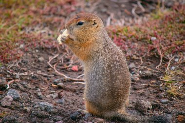Kamçatka üzerinde Evrazhka. Kemirgen, Amerikan uzun kuyruk gopher, güneşli bir gün