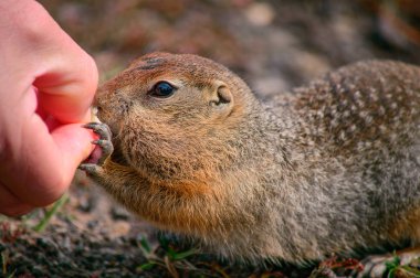 Kamçatka üzerinde Evrazhka. Kemirgen, Amerikan uzun kuyruk gopher, güneşli bir gün