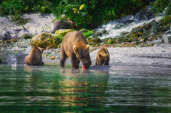 Kamchatka Ours Brun Femelle Oursons Pêchent Des Poissons Sur Lac — Photo