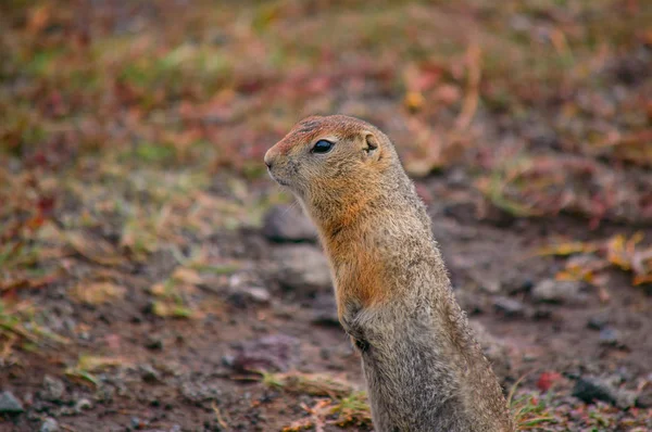 Evrazhka Kamtjatka Gnagare Amerikansk Lång Svans Gopher Solig Dag — Stockfoto