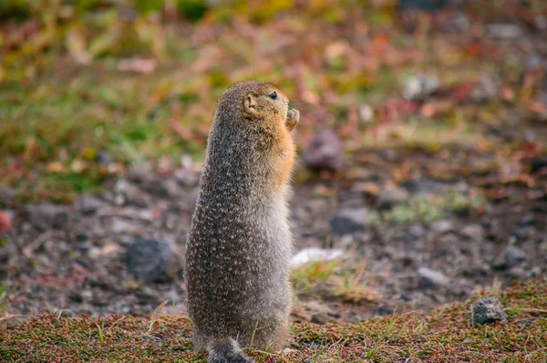 Evrazhka Kamchatka Rodent American Long Tail Gopher Sunny Day — Stock Photo, Image
