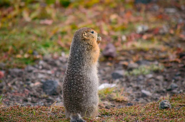 Evrazhka Kamchatka Roedor Gopher Americano Cola Larga Día Soleado —  Fotos de Stock