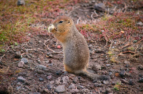 Evrazhka Kamtjatka Gnagare Amerikansk Lång Svans Gopher Solig Dag — Stockfoto