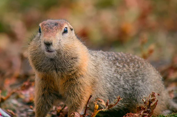 Evrazhka Kamtjatka Gnagare Amerikansk Lång Svans Gopher Solig Dag — Stockfoto