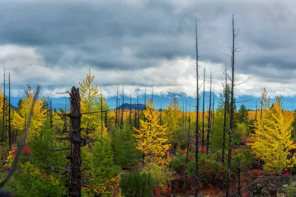Paysage d'automne dans la forêt morte, après l'éruption du volcan Tolbachik. Kamchatka, Russie . — Photo