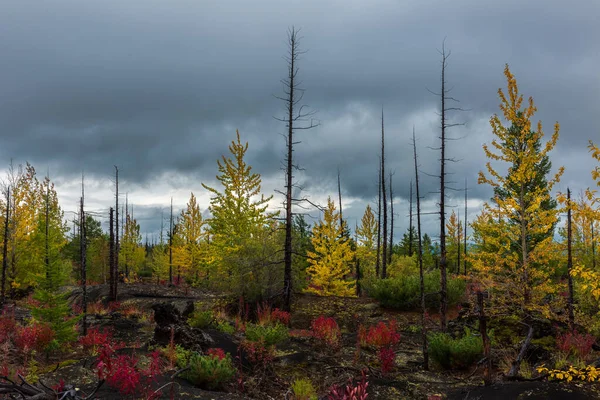 Осенний пейзаж в Мертвом лесу, после извержения вулкана Толбачик. Камчатка, Россия . — стоковое фото
