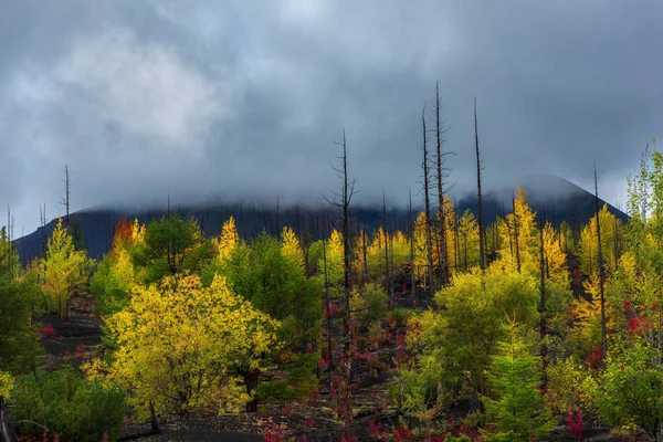 Paisaje otoñal en el Bosque Muerto, después de la erupción del volcán Tolbachik. Kamchatka, Rusia . — Foto de Stock