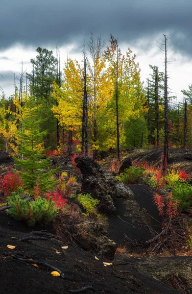 Herbstlandschaft in totem Wald, nach Ausbruch des Vulkans Tolbachik. kamchatka, russland. — Stockfoto