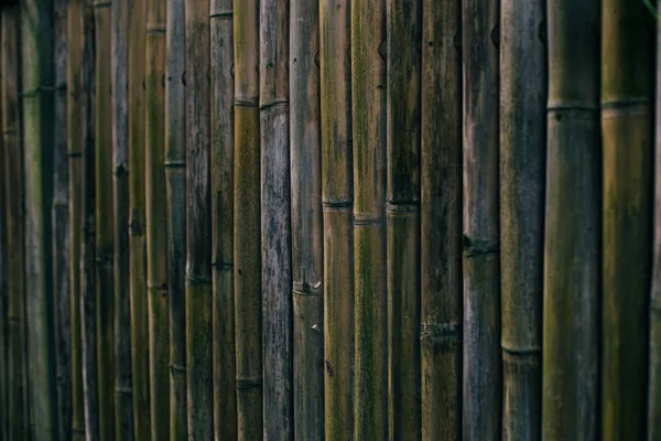 Bambù sfondo in legno — Foto Stock