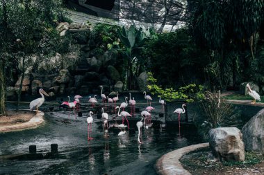 Güzel flamingo kuşları