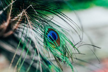 güzel tavus kuşu kuyruk 