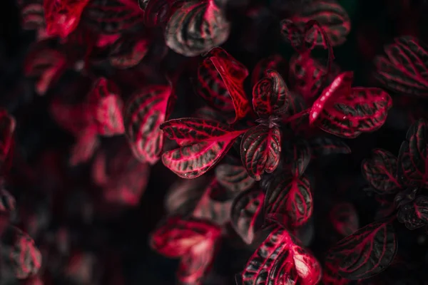 Червоний колеус рослин — стокове фото