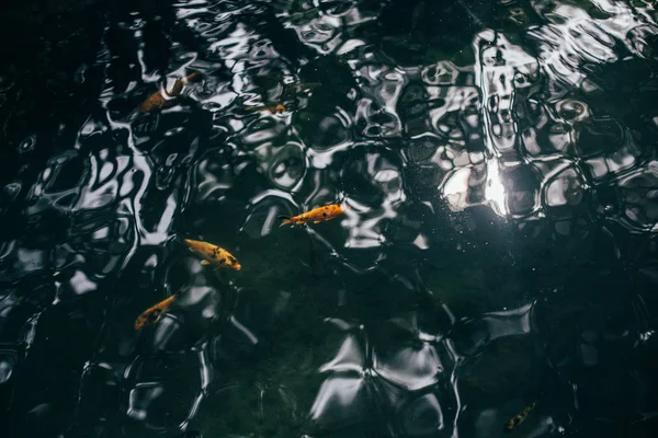 Peixe dourado na lagoa — Fotografia de Stock