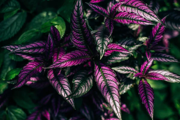 Paarse coleus planten in tropisch woud — Stockfoto