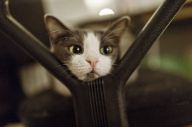 şirin kedi kapalı, sandalyenin üstüne yalan yakın çekim