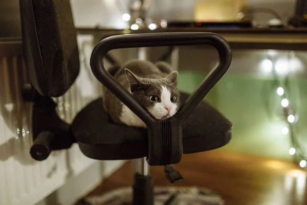 Gato Bonito Deitado Cadeira Dentro Casa — Fotografia de Stock