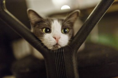 şirin kedi kapalı, sandalyenin üstüne yalan yakın çekim