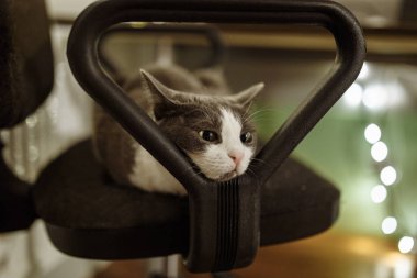 şirin kedi kapalı, sandalyenin üstüne yalan yakın çekim