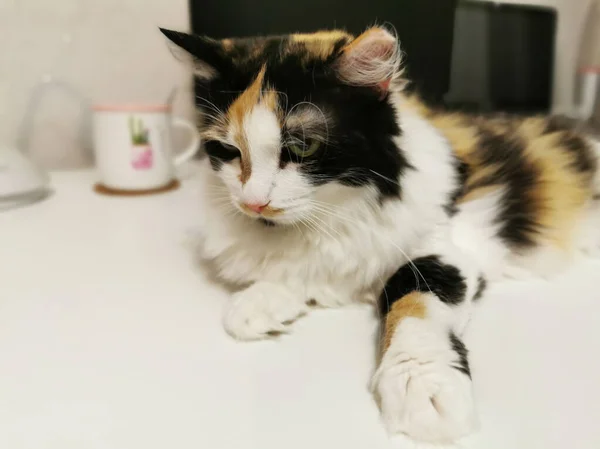 Masada Renkli Kedi Yatıyor — Stok fotoğraf