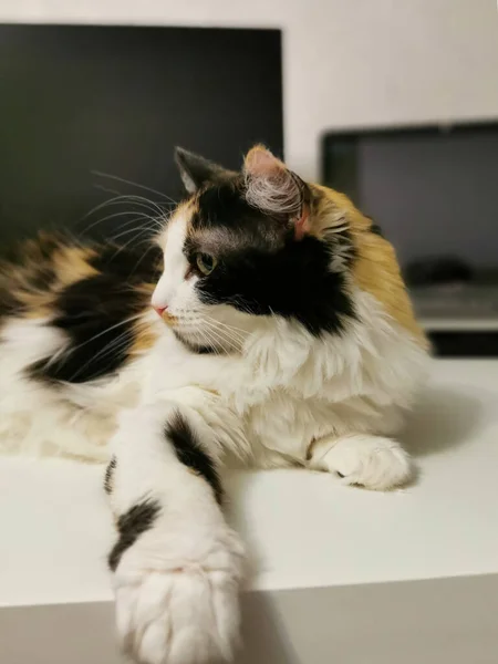 Tricolor Cat Lies Table — Stock Photo, Image