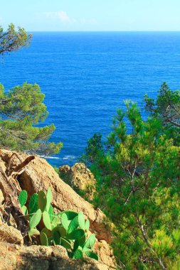 Katalonya bölgesindeki Costa Brava 'da kaktüs. Lloret de mar. İspanya.