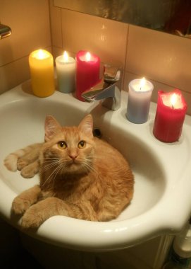 Kızıl kedi mum ışığında lavaboda yatıyor.