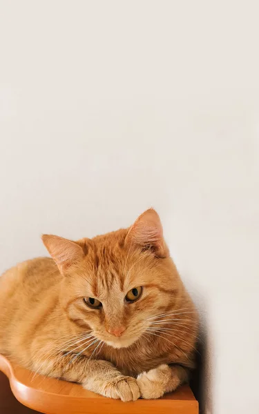 一只明亮的红猫的前奏 它有着黄色的眼睛 红猫躺在桌子上 这只猫正在看着摄像机 书籍上灰色背景的猫 — 图库照片