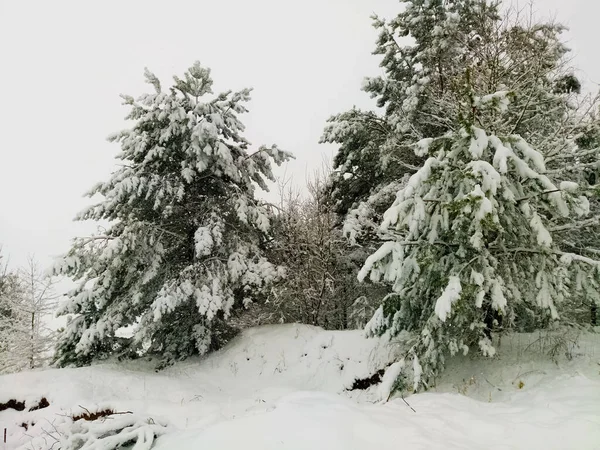 Karla Kaplı Kış Ormanı Ağaçları — Stok fotoğraf