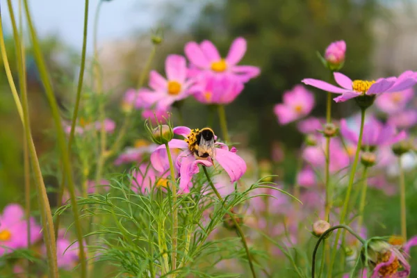 Biene Garten Auf Einer Blume — Stockfoto